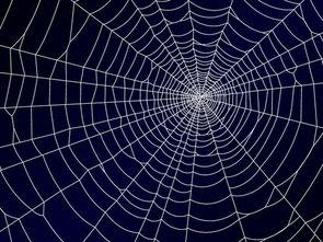 蜘蛛网,探索自然与艺术的交织